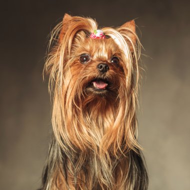 oturmuş yorkshire terrier yavru köpek arıyorum 