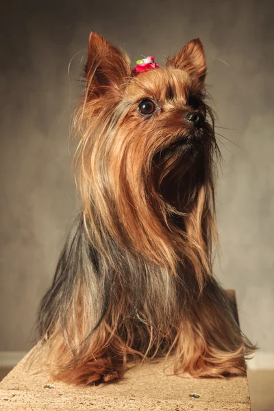 Adorable yorkshire terrier chiot chien assis — Photo