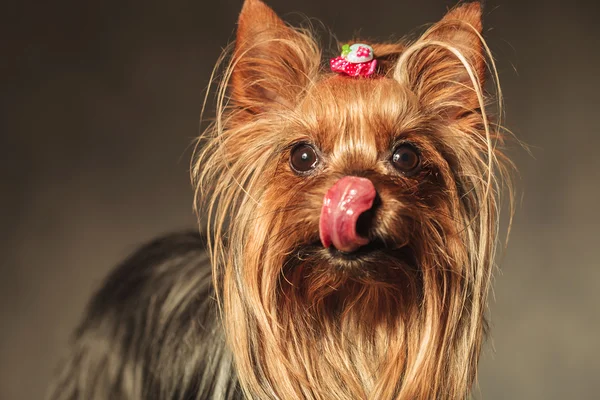 Yorkshire terrier valp hund slickar hennes näsa och crawing behandlar — Stockfoto