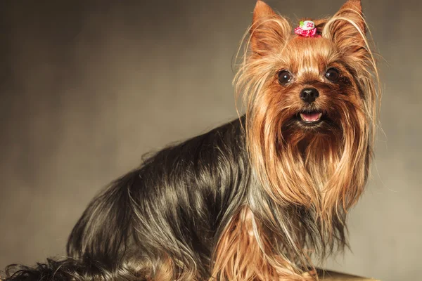 Vista laterale di un cane cucciolo terrier carino yorkshire — Foto Stock