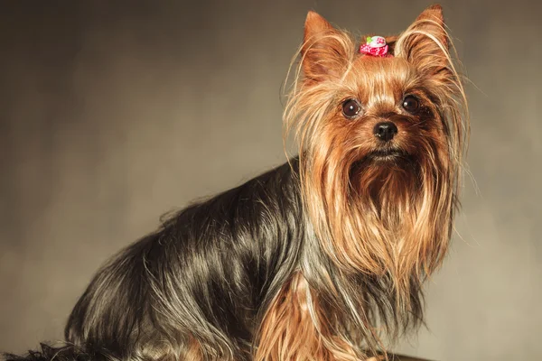 Vista lateral de un perro yorkshire terrier sentado con abrigo largo — Foto de Stock