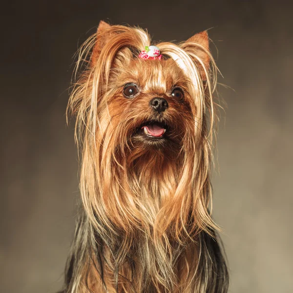 Seated yorkshire terrier puppy dog looking up — Stock Photo, Image