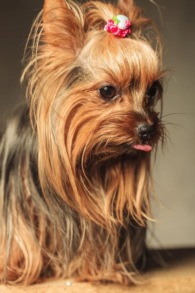 Bystry mały yorkshire terrier wystaje jej język — Zdjęcie stockowe