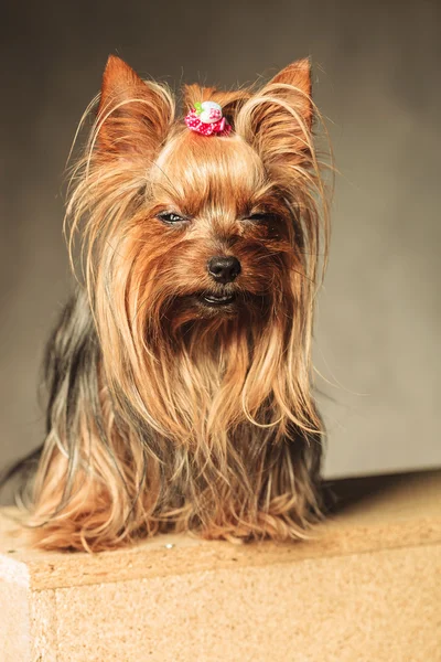 Yorkshire terrier cachorro cão posando com os olhos fechados — Fotografia de Stock