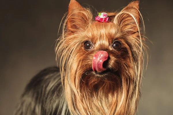 Yorkshire terrier valp hund slickar hennes näsa och crawing behandlar Royaltyfria Stockfoton