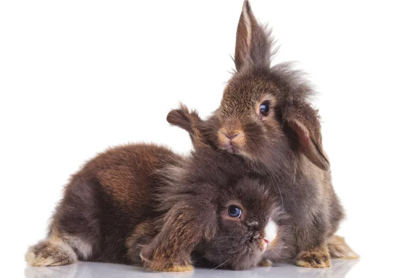 Side view of two cute lion head rabbit bunnys — 图库照片