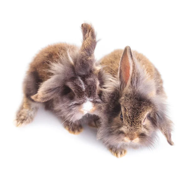 Conejo cabeza de león bunnys sentado sobre fondo aislado . — Foto de Stock