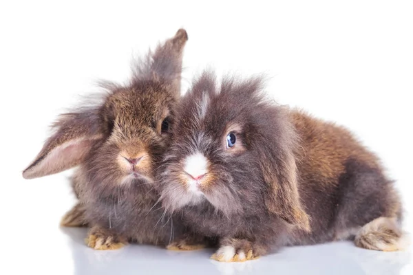 Lion head rabbit bunnys lying down on studio background. — Stock fotografie