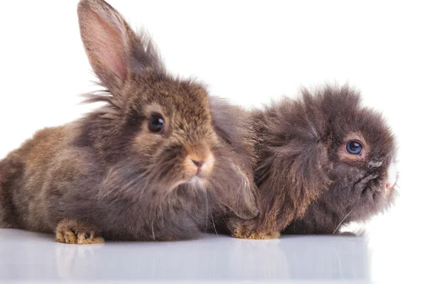 Imagem de dois coelhos de coelho de cabeça de leão bonitos deitados — Fotografia de Stock