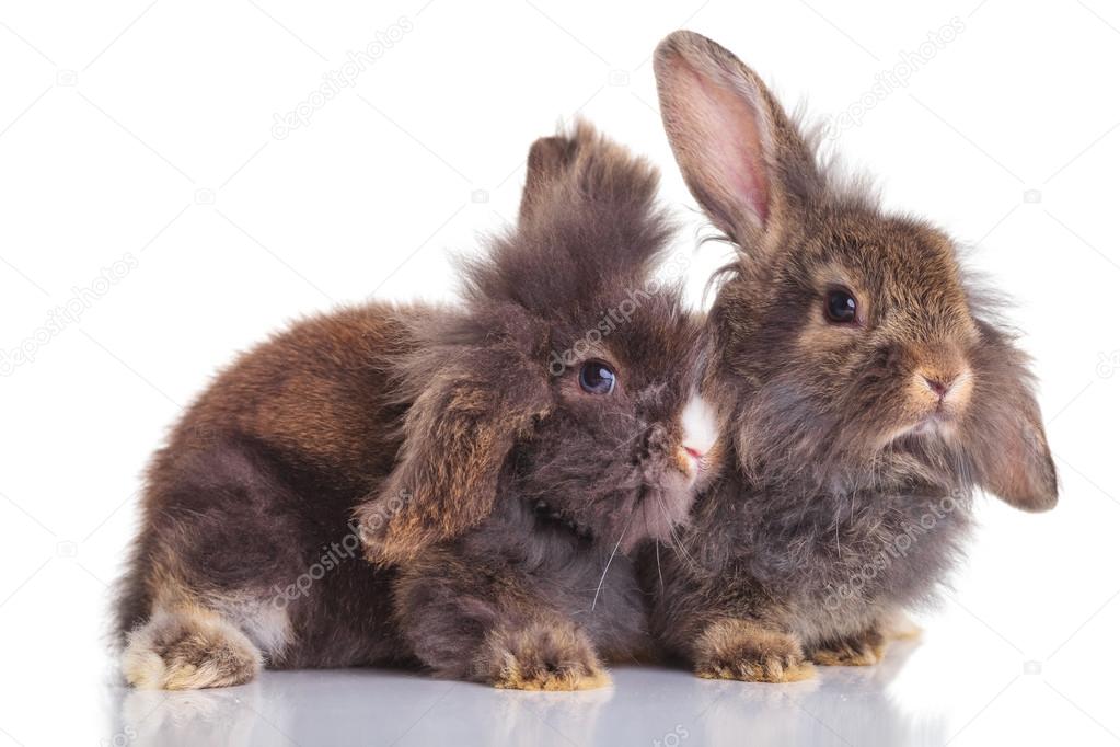 Two lion head rabbit bunnys lying down Stock Photo by ©feedough 82996582