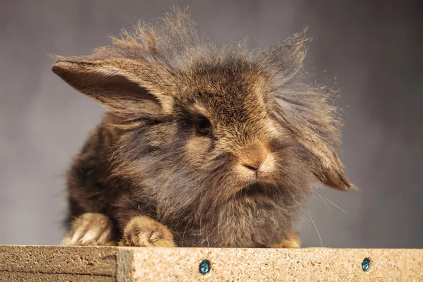 Adorable cabeza de león marrón conejo conejo acostado — Foto de Stock