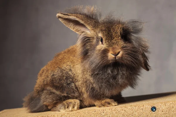 Leone testa coniglio coniglio guardando la fotocamera — Foto Stock