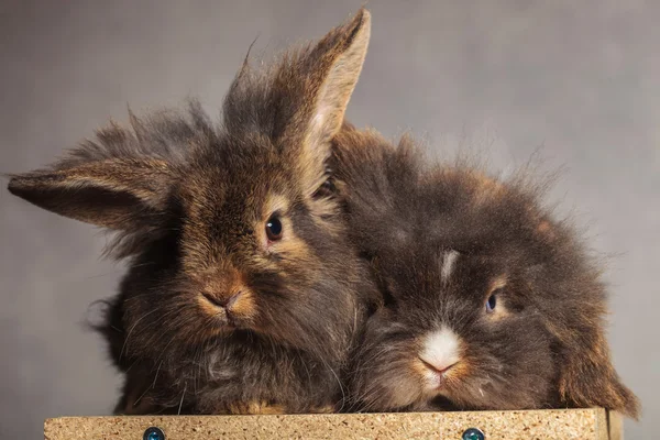 Dos peludos conejos cabeza de león acostados juntos — Foto de Stock