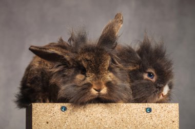 Two  lion head rabbit bunnys sitting on a wood box