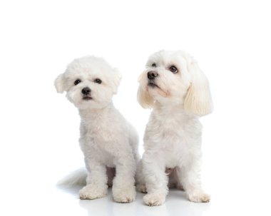 beautiful couple of 2 little bichon dogs sitting and looking up and forward in front of white background