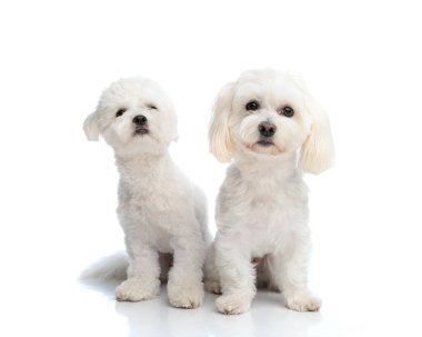 curious little bichon dogs sitting and looking up and forward in front of white background