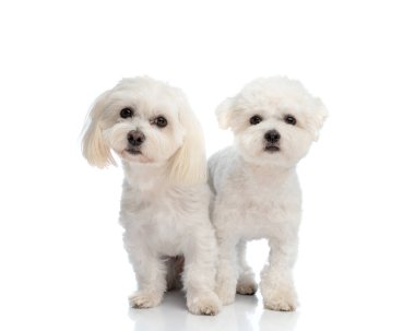beautiful little bichon dogs looking forward, one is sitting and the other one is standing in front of white background