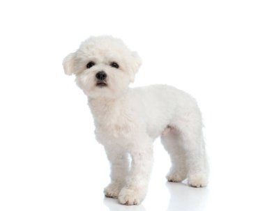 full body picture of adorable little precious bichon puppy standing up and looking forward in front of white background