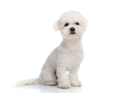 adorable lichon puppy sitting and looking forward in a timid way in front of white background
