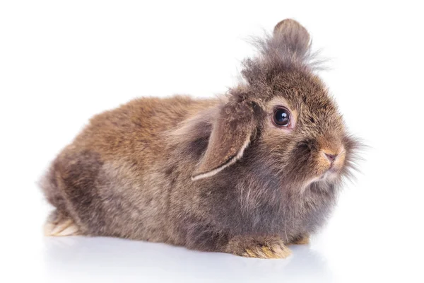 Bonito leão cabeça coelho coelho deitado no fundo branco . — Fotografia de Stock