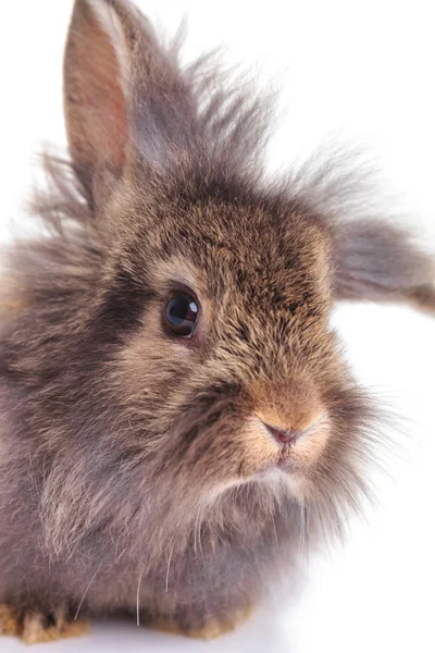Close up picture of a cute lion head rabbit bunny — 图库照片
