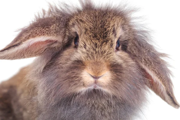 Leeuw hoofd konijn konijn kijkend naar de camera. — Stockfoto