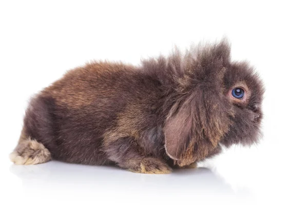 Vista laterale di un coniglio adorabile sdraiato — Foto Stock