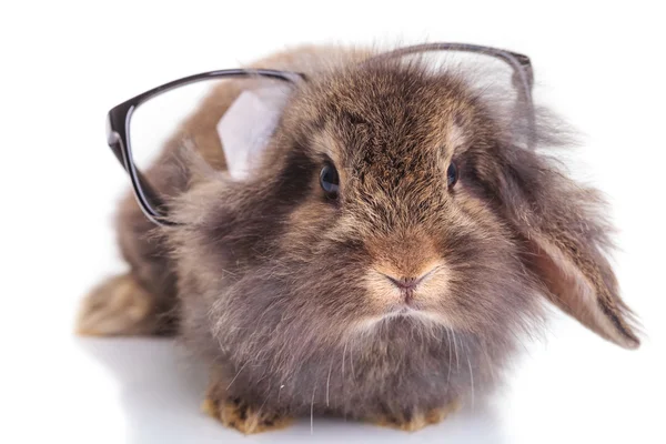 Lindo conejo cabeza de león con gafas en la cabeza . —  Fotos de Stock