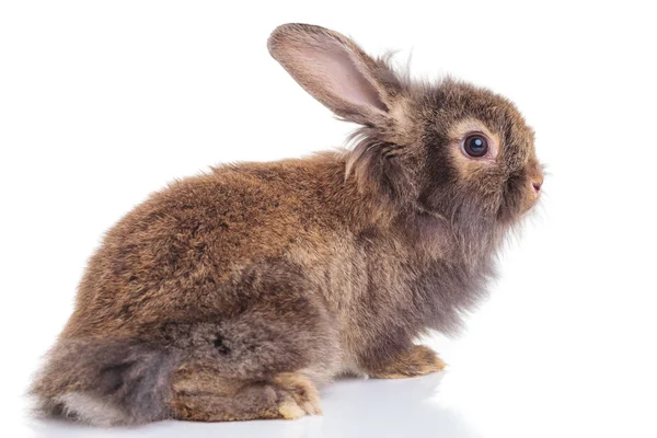 Lion head rabbit bunny looking away — Stok fotoğraf