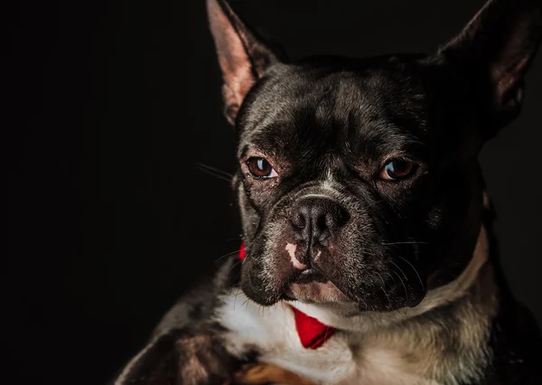 Retrato de um pequeno bulldog francês usando gravata borboleta vermelha — Fotografia de Stock