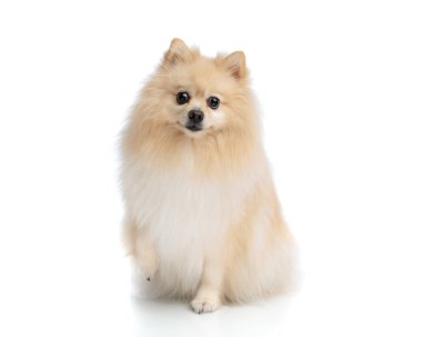 Şirin ve tüylü krem rengi bir köpek beyaz arka planda tek patisini kaldırıyor ve oturuyor.