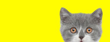 Küçük İngiliz kısa hava metis kedi yavrusu sarı arka planda dikiliyor.