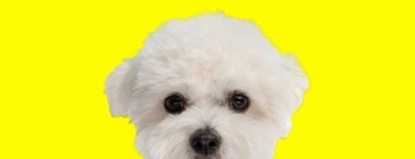 Yüzünün yarısını saklayan ve sarı arka planda gözetleyen sevimli beyaz bichon köpeğinin stüdyo fotoğrafı.