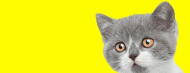 Şirin İngiliz kısa hava metis kedi yavrusu dışarı bakıyor ve sarı bir arka plana bakıyor.