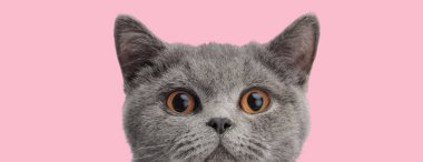 Şirin İngiliz kısa hava kedisi dikizliyor ve pembe bir arka plana bakıyor