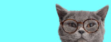 Cyan arka planına bakan gözlüklü şüpheli İngiliz kısa hava kedisi.