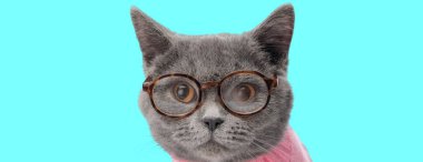 Gözlük takan zeki İngiliz kısa hava kedisi ve arka planda pembe bir kazak.