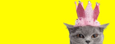 Sarı arka planda pembe taç giyerken saklanan sevimli gri İngiliz kısa hava kedisi.