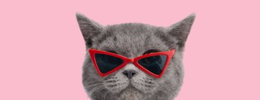 Pembe arka planda kırmızı güneş gözlüğü takan havalı İngiliz kısa hava kedisi.