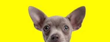 Küçük bir chihuahua köpeğinin parlak sarı bir arka plana baktığını gördüm.