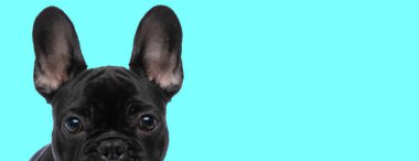 Cyan stüdyosunun geçmişini araştıran meraklı siyah Fransız bulldog köpeği.