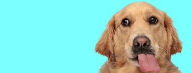 Cyan stüdyosunun arka planına bakarken dilinden sarkan aptal Golden Retriever köpeğini kapat.