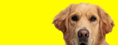 Sarı arka planda kameraya bakan sevimli Golden Retriever köpeğinin portresi