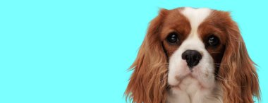 Sevimli şövalye kral Charles Spaniel 'in portresi Cyan arka planda ileriye bakıyor.