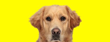 Düşünceli Golden Retriever köpeği sarı stüdyo arka planında kameraya bakıyor.