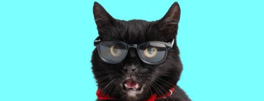 Gözlüklü komik siyah metis kedi ve arka planda soluyan kırmızı papyon.