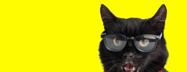 Sarı arka planda kırmızı papyon ve gözlük takan siyah metis kedinin yakın çekimi.
