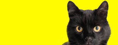 Stüdyoda, sarı bir arka plana yoğun bir şekilde bakan siyah bir metis kedinin görüntüleri.