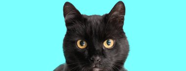 Cyan stüdyosunun arka planına bakan sevimli bir siyah metis kedisine yakından bakın.