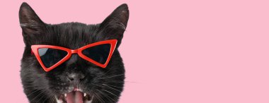 Kırmızı güneş gözlüğü takan komik bir siyah metis kedinin portresi. Pembe arka planda ileri doğru bakıp yüksek sesle miyavlıyor.